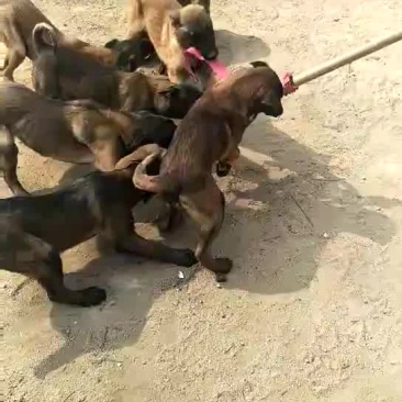 狗崽纯种比利时马犬
