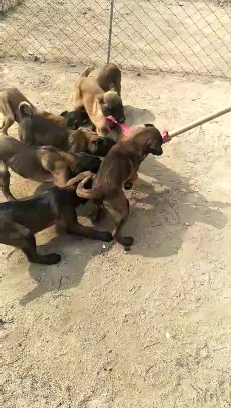 狗崽纯种比利时马犬