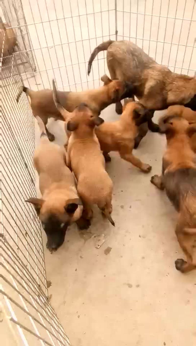 狗崽纯种比利时马犬