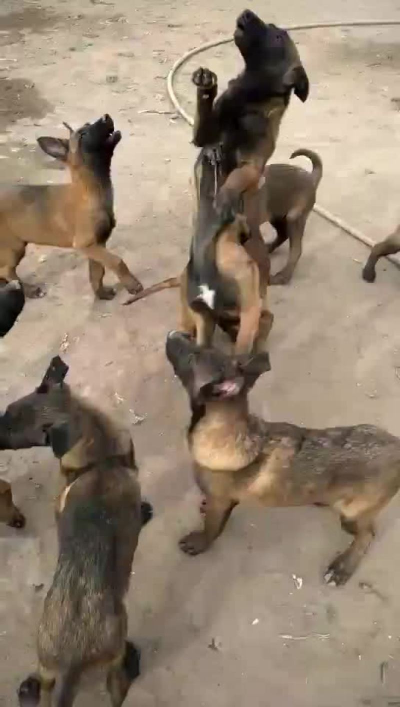 狗崽纯种比利时马犬