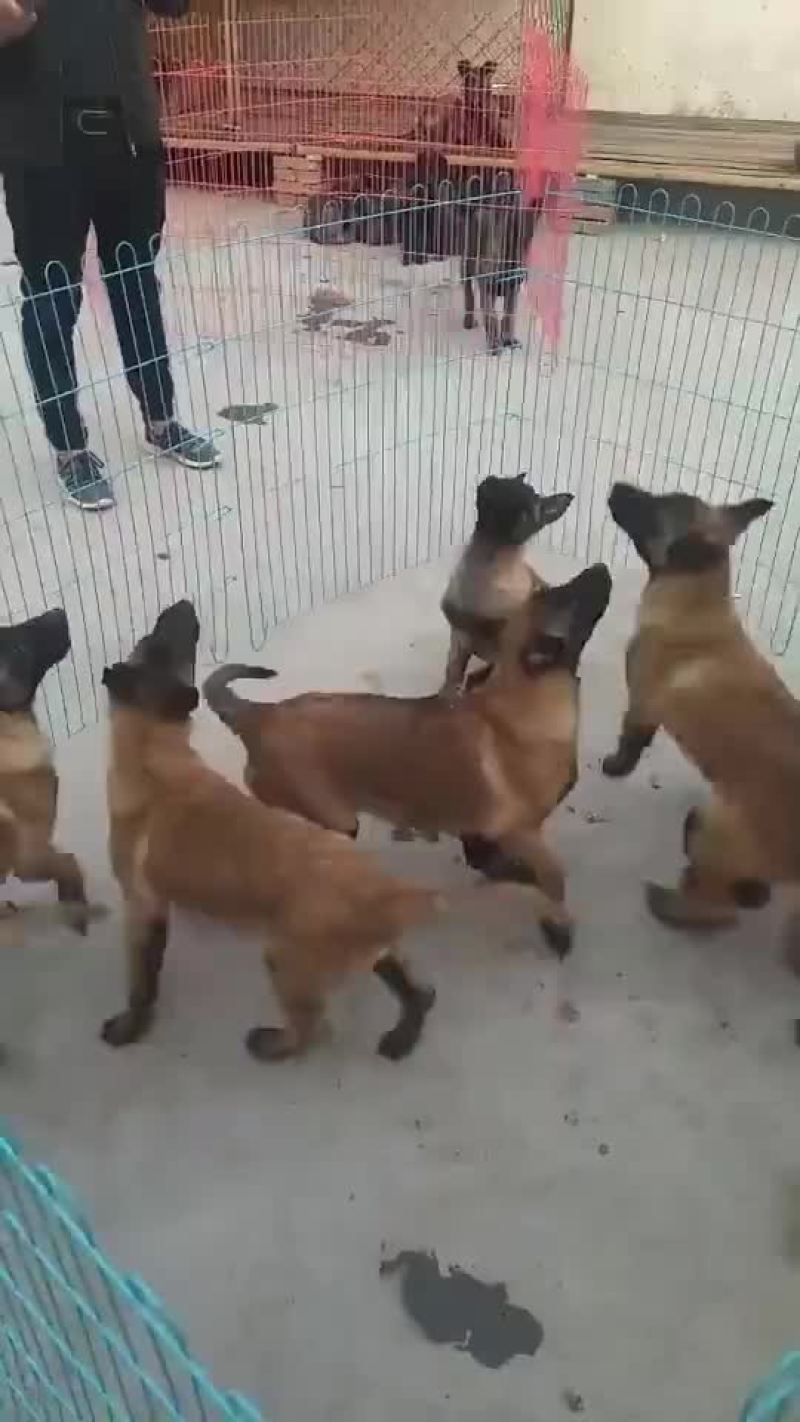 狗崽纯种比利时马犬