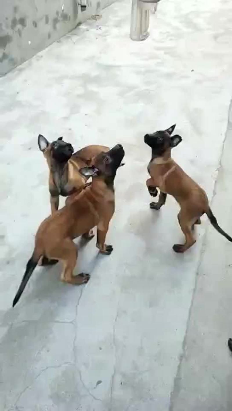 狗崽纯种比利时马犬