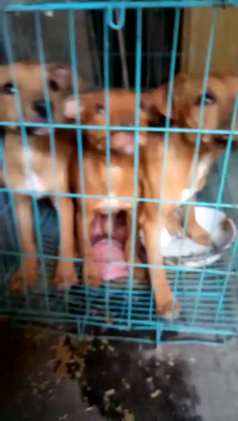 比特犬纯种比特犬