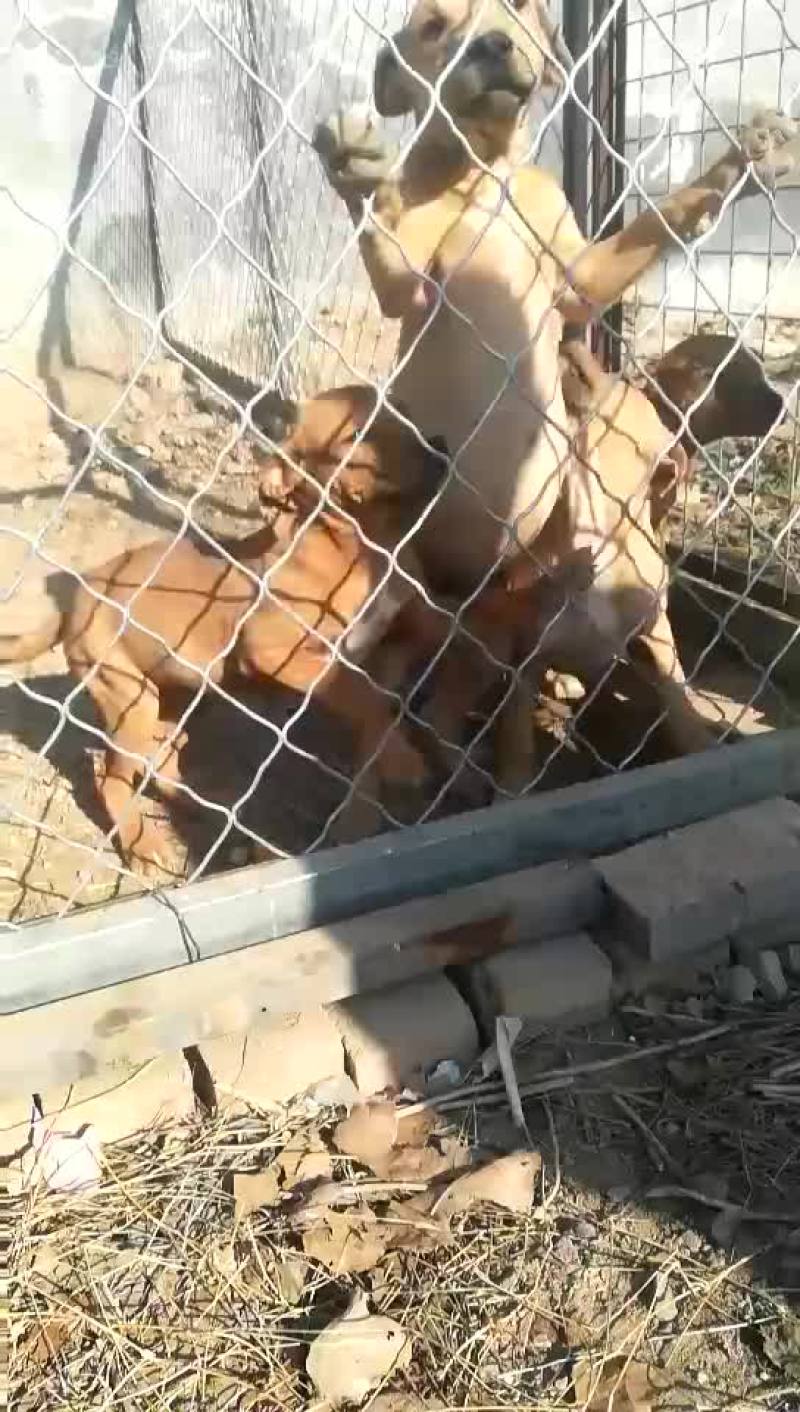 比特犬纯种比特犬