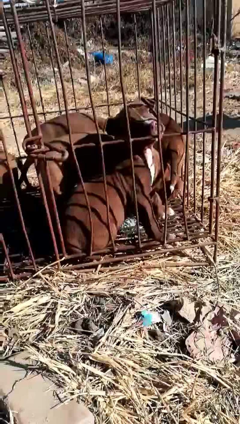 比特犬纯种比特犬