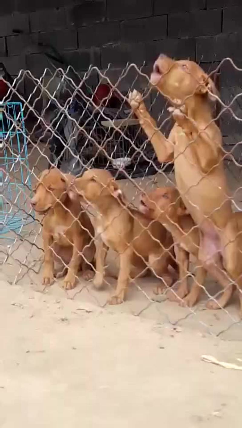 比特犬纯种比特犬