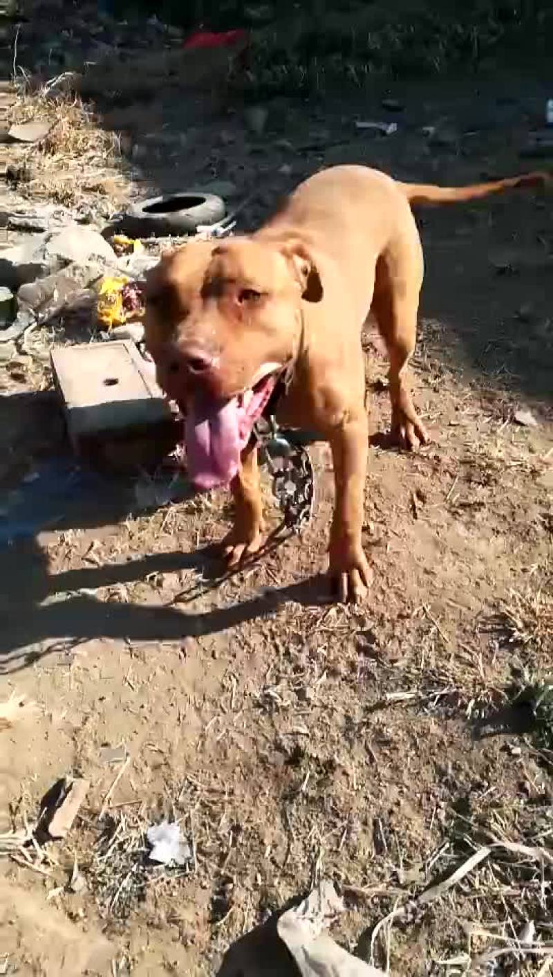 比特犬纯种比特犬