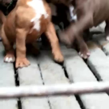 比特犬纯种比特犬