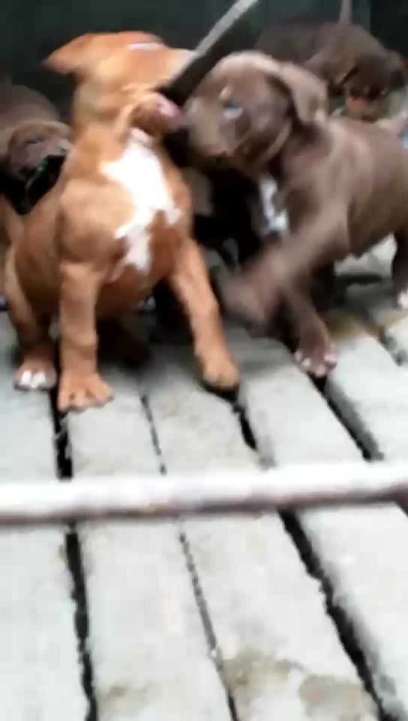 比特犬纯种比特犬
