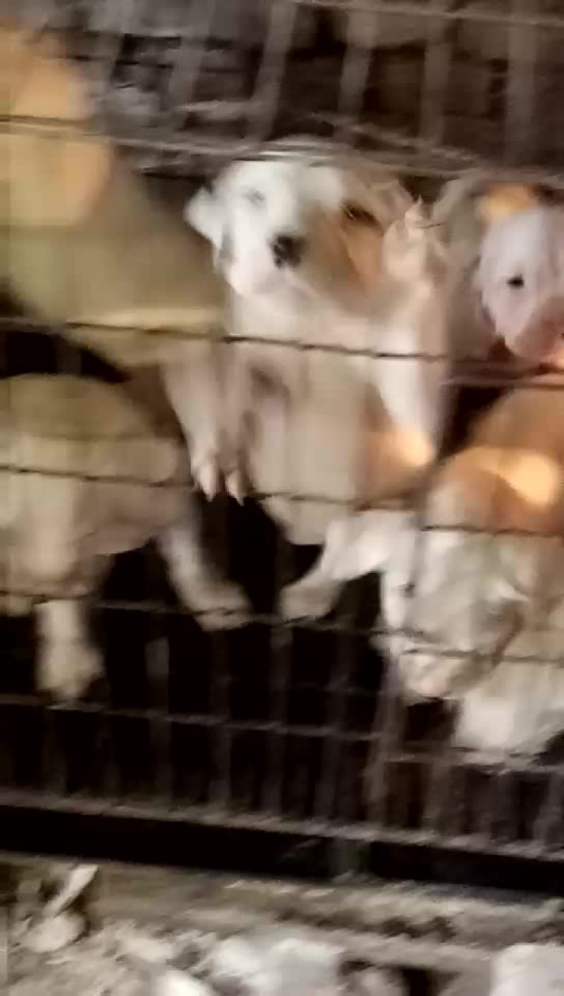 杜高犬高大上杜高犬