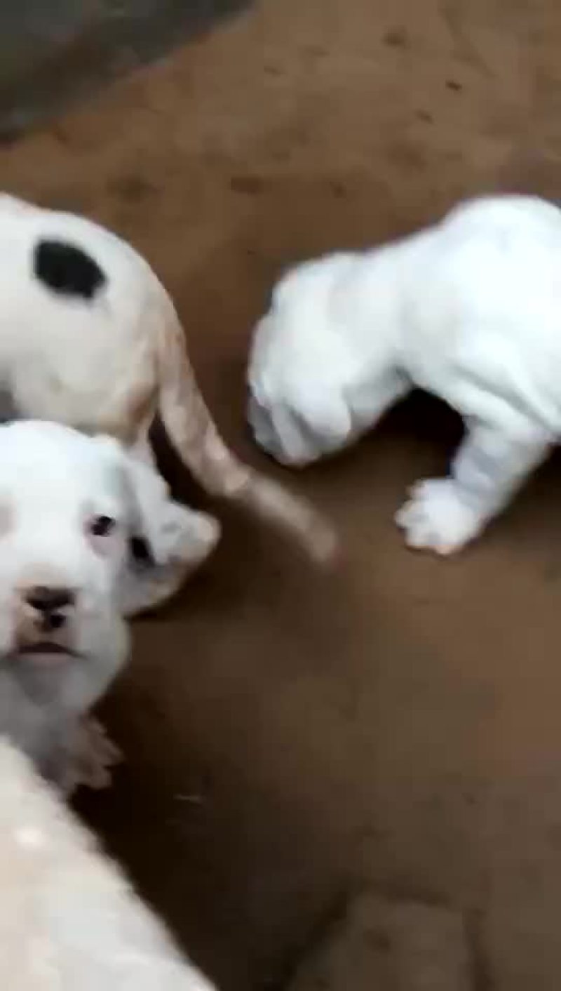 杜高犬高大上杜高犬