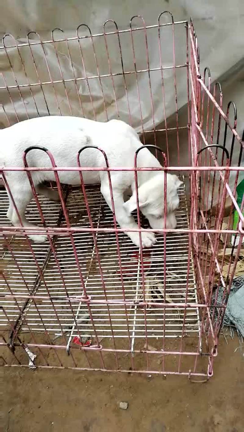 杜高犬高大上杜高犬