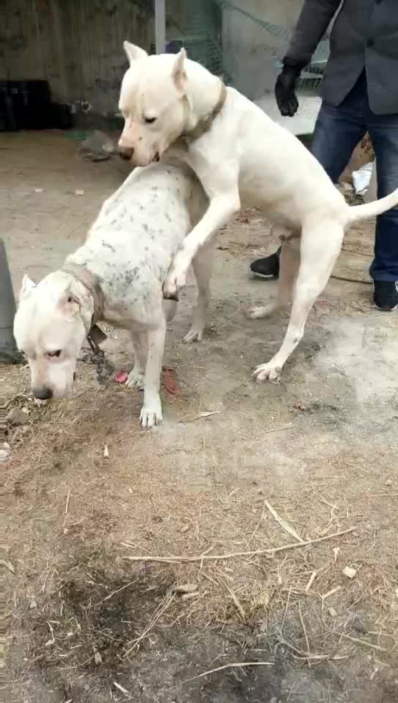 杜高犬高大上杜高犬