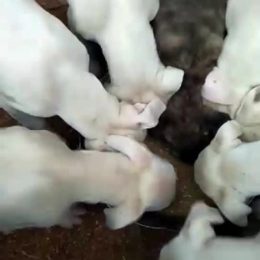 杜高犬高大上杜高犬