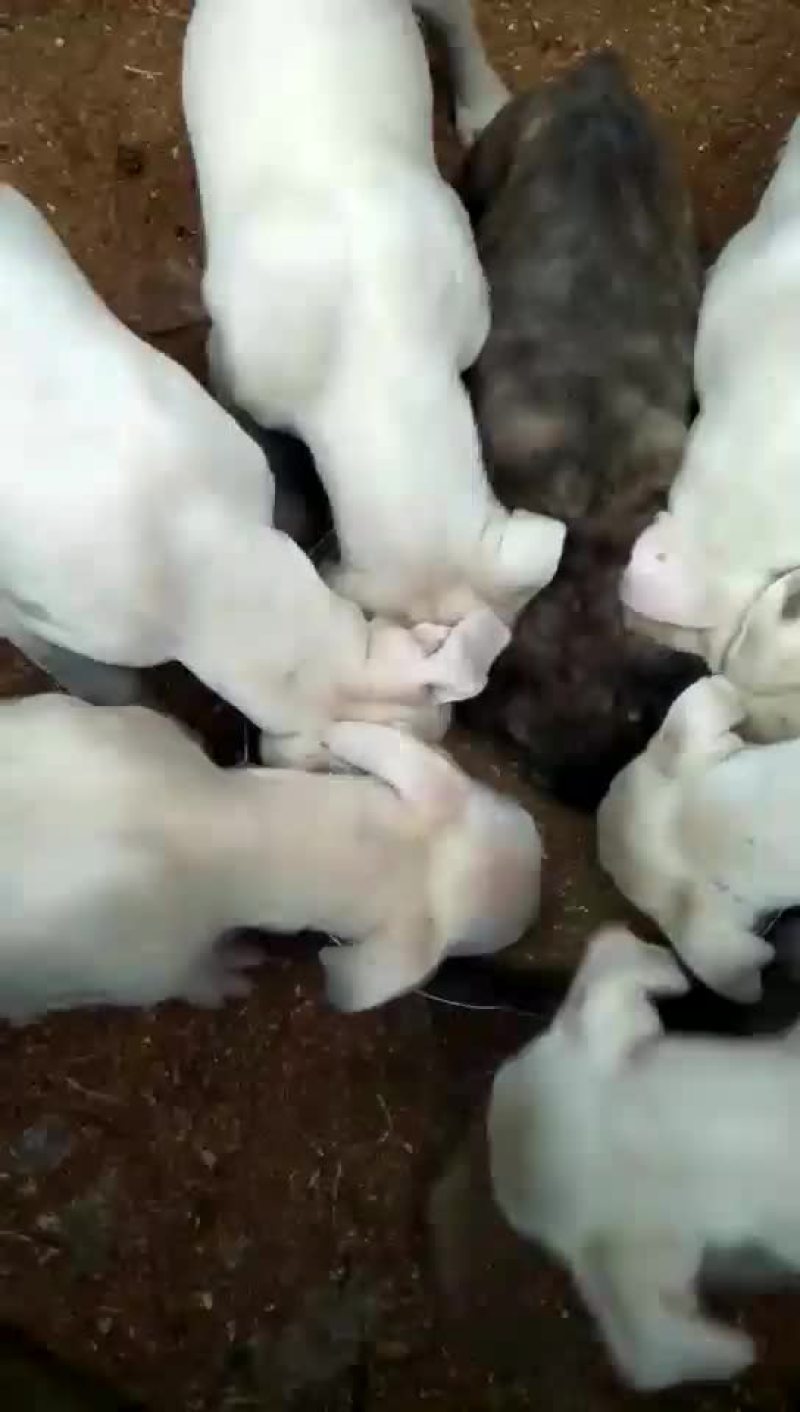 杜高犬高大上杜高犬