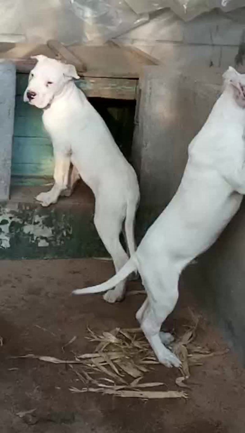 杜高犬母