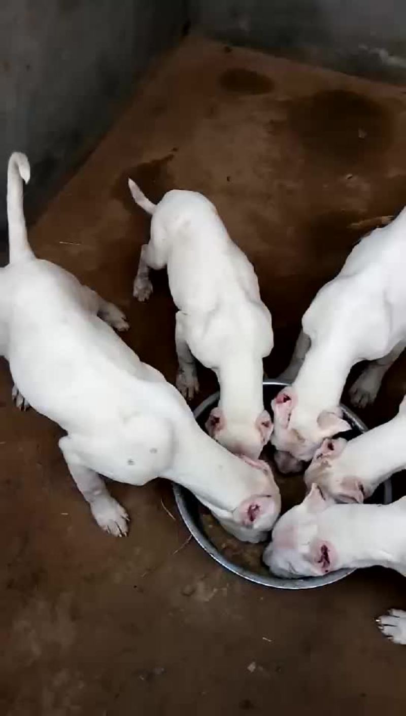 杜高犬母