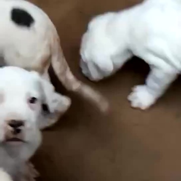 杜高犬母