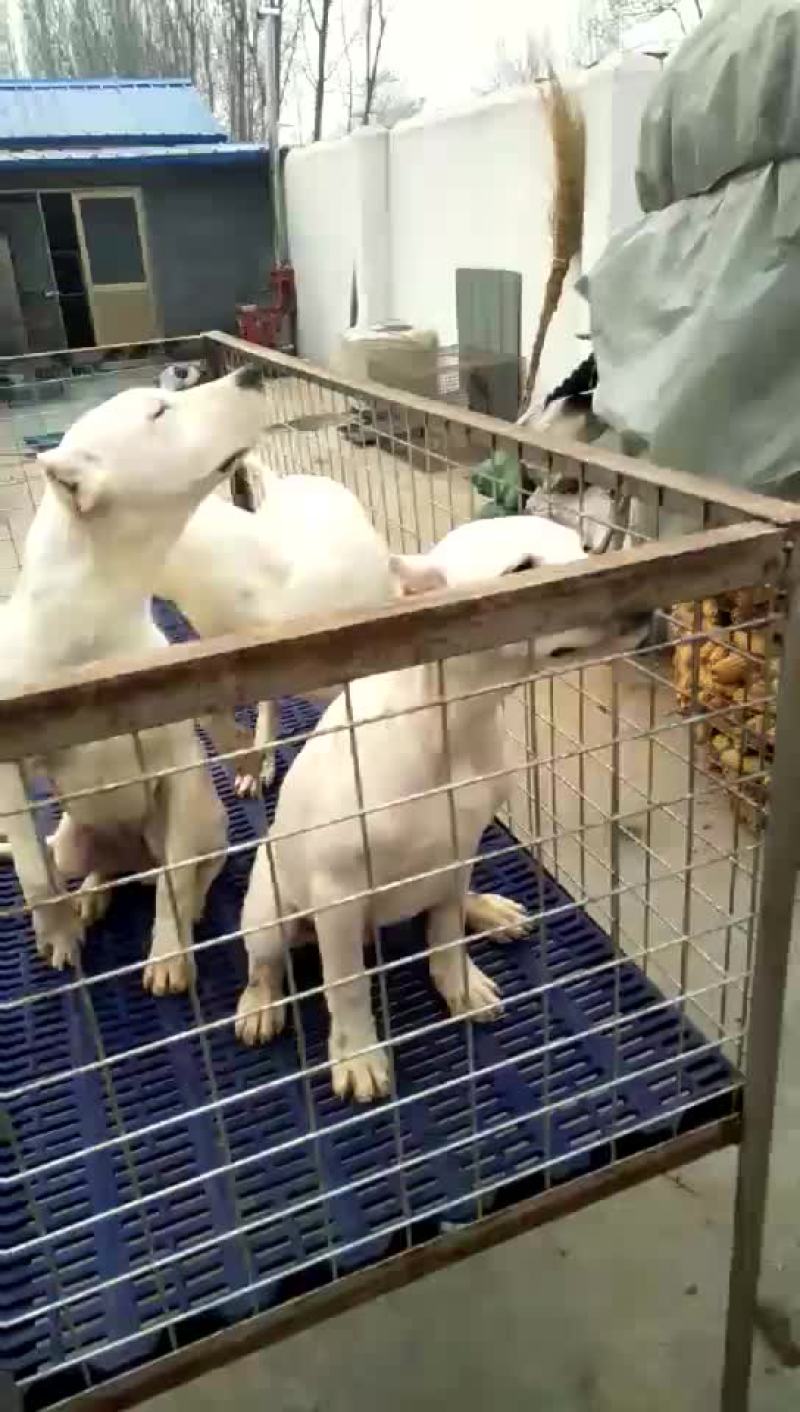 杜高犬母