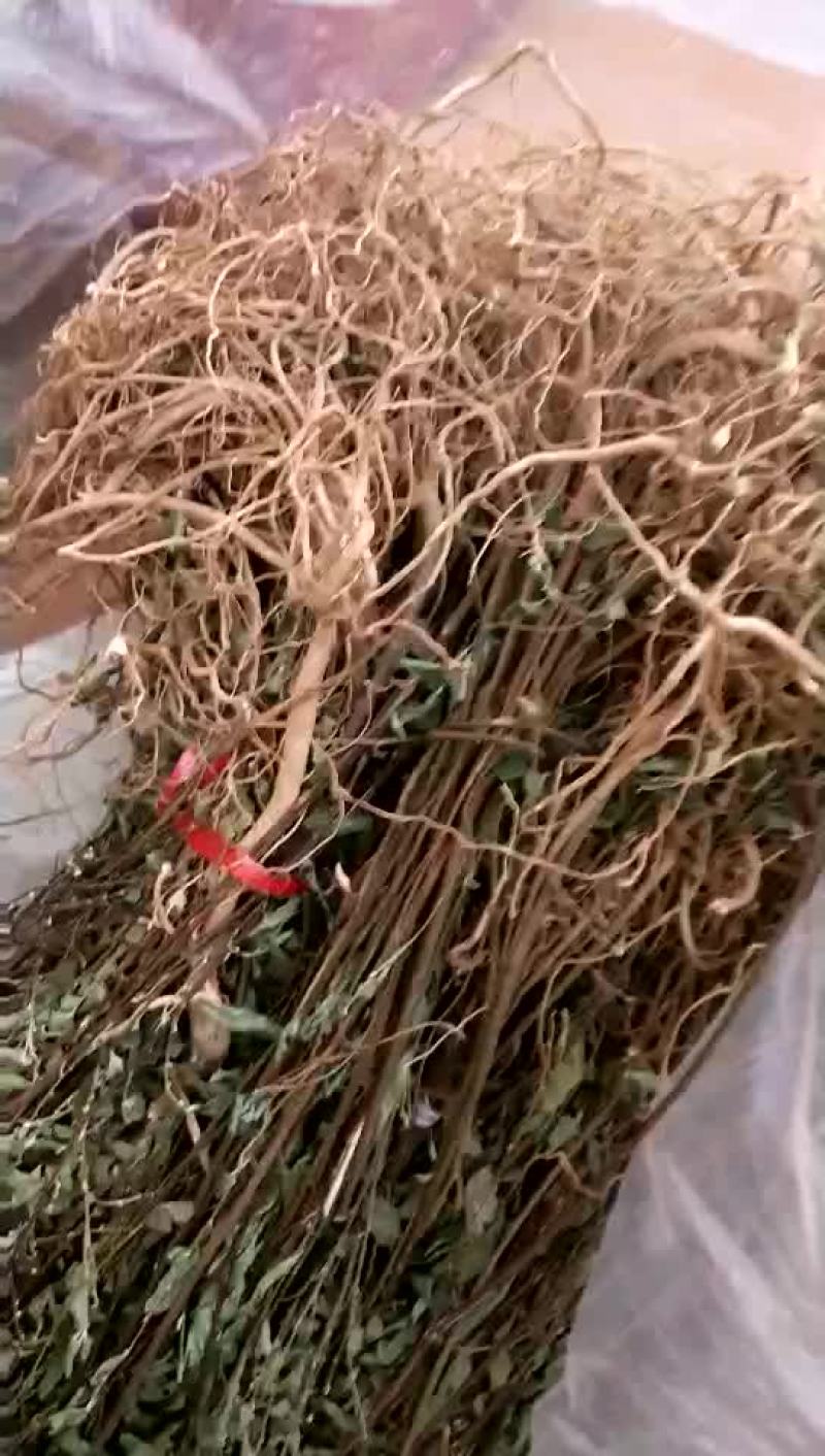 了哥王