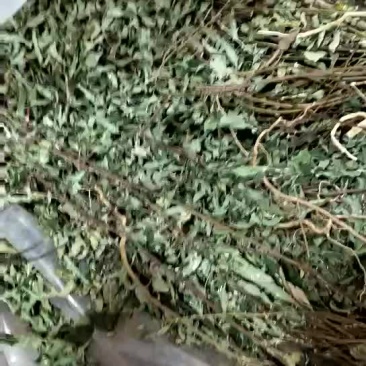 了哥王