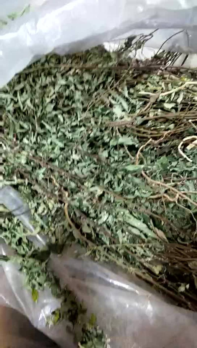 了哥王
