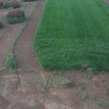 草坪草