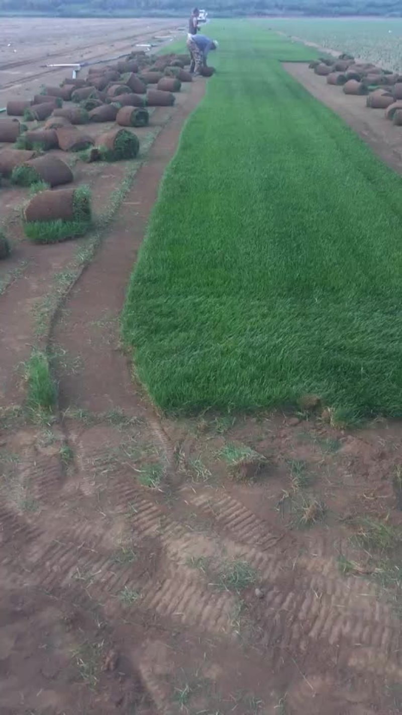 草坪草