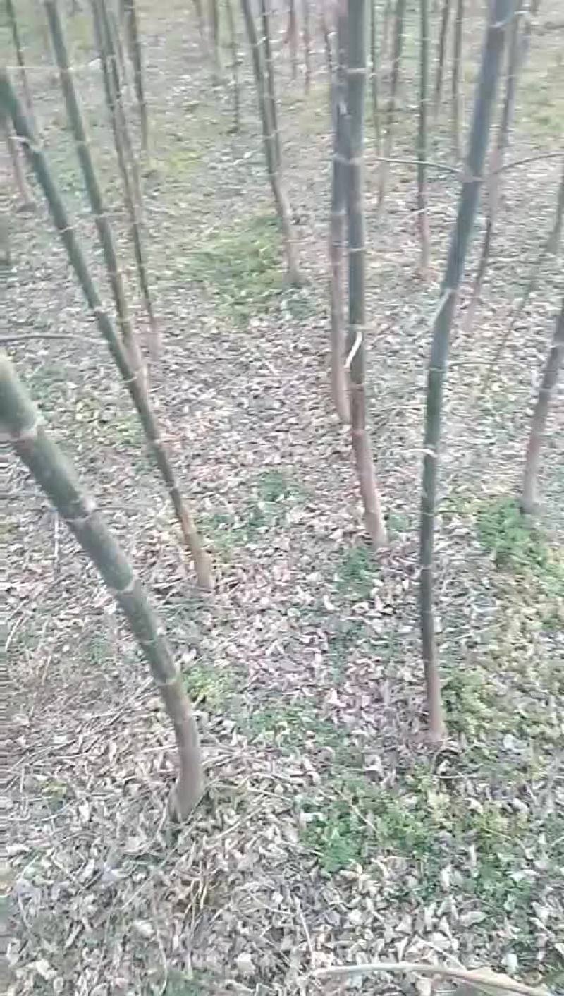 青竹复叶槭树苗100~150cm三公分苗，长的快，价格