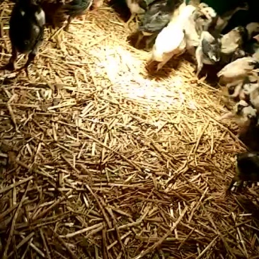 斗鸡6~7斤