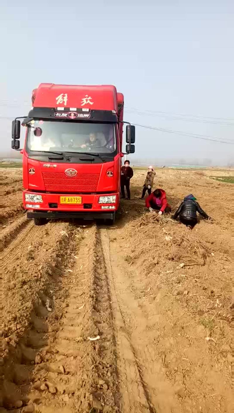 白芍种苗