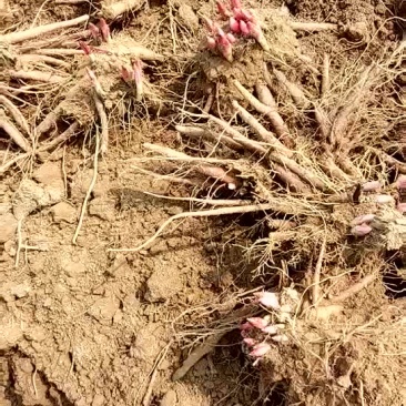 白芍种苗