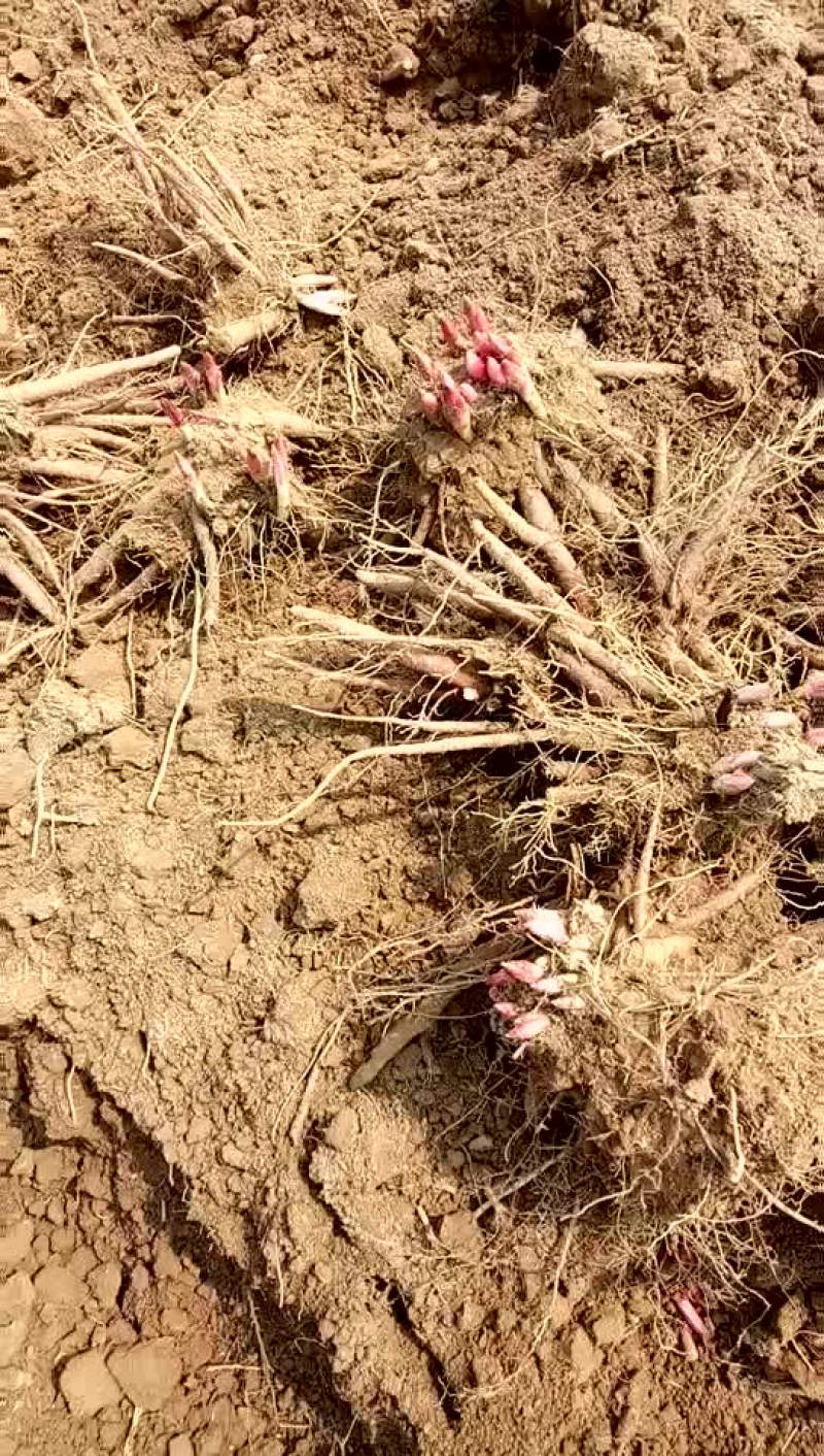 白芍种苗