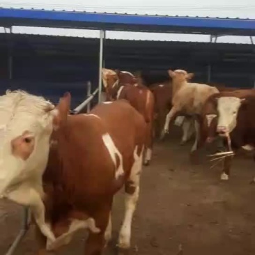 西门塔尔牛犊品种肉牛