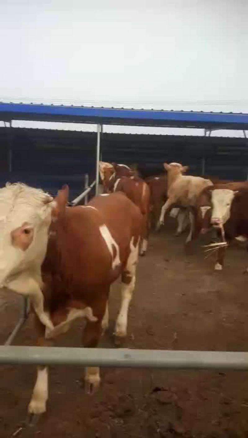 西门塔尔牛犊品种肉牛
