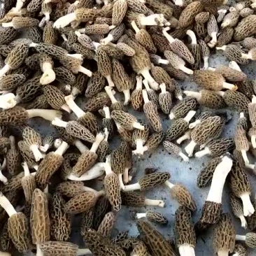 羊肚菌一级品