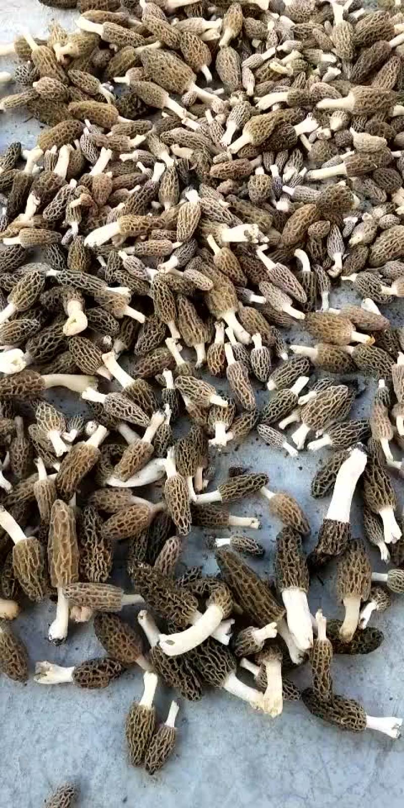 羊肚菌一级品