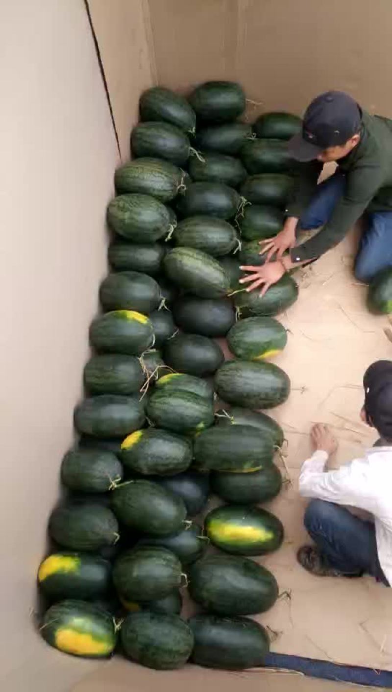 黑美人西瓜6斤打底8成熟1茬