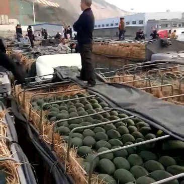 黑美人西瓜6斤打底8成熟1茬