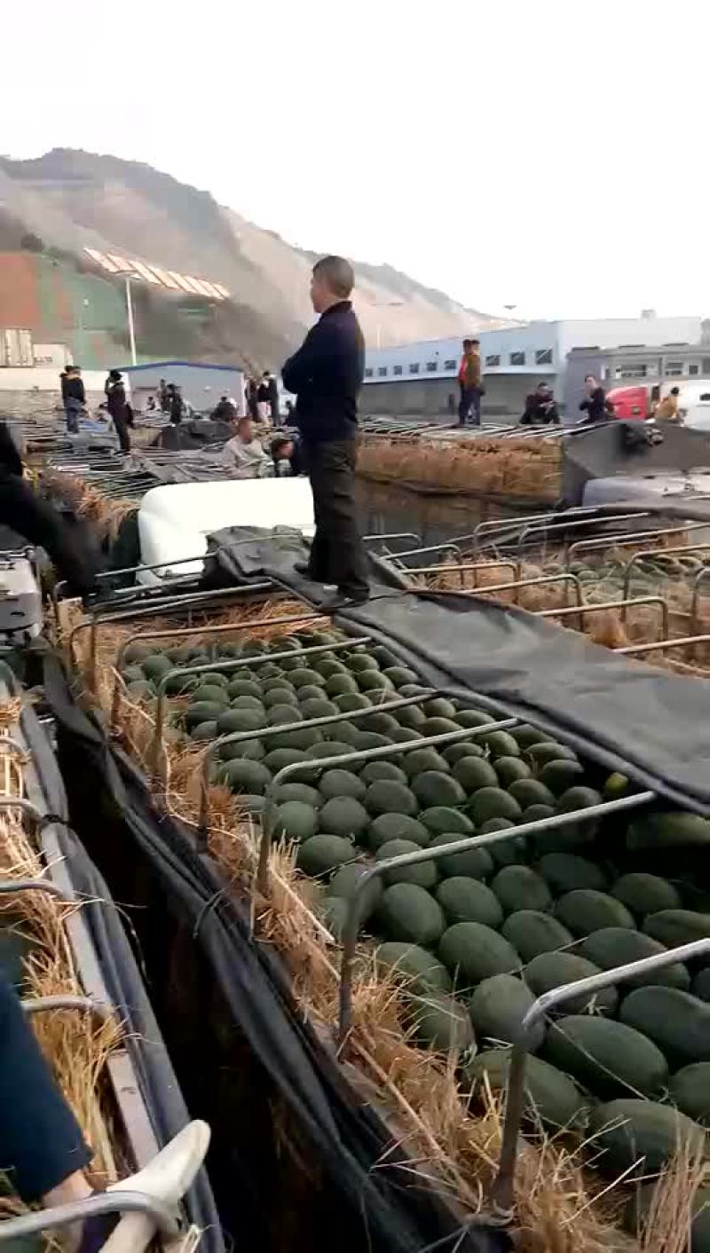 黑美人西瓜6斤打底8成熟1茬