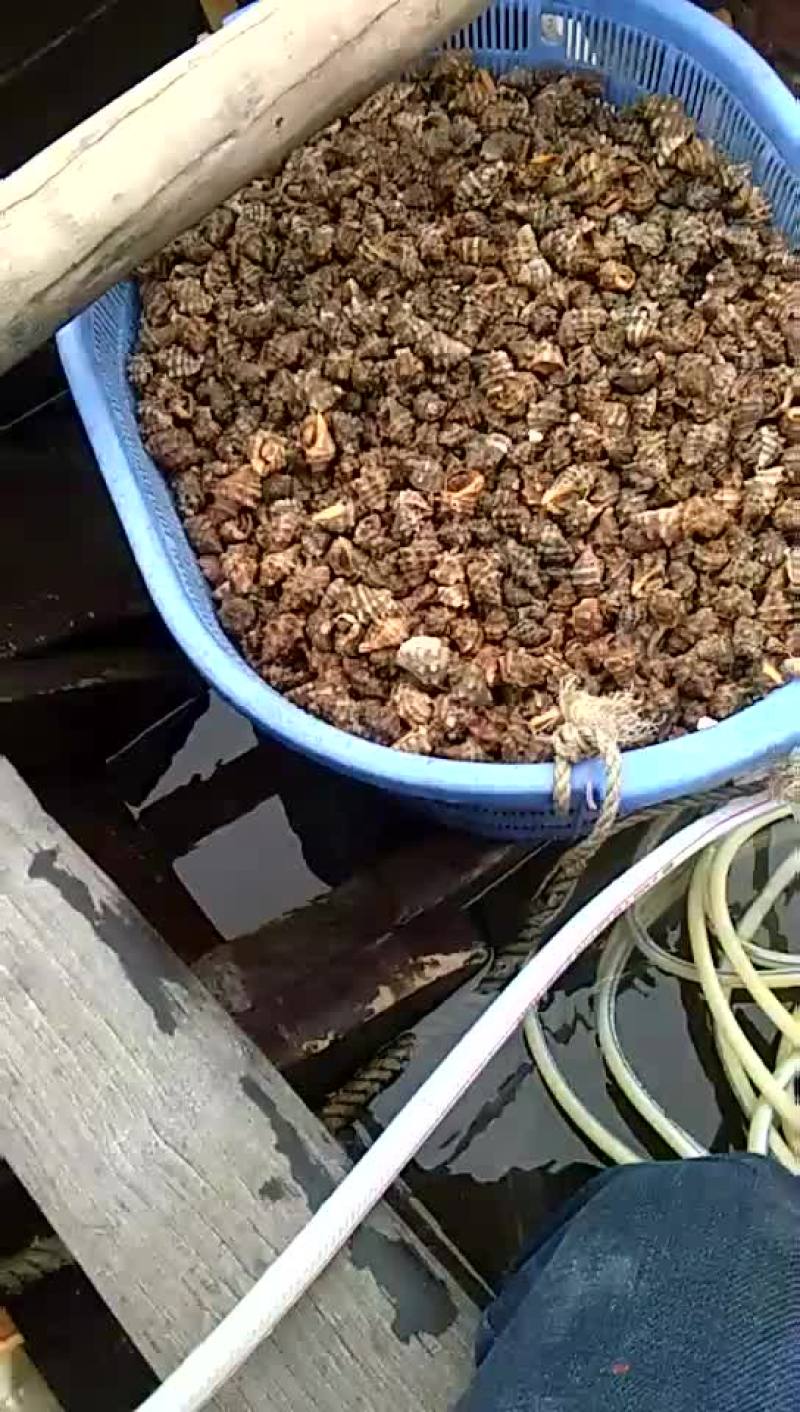 粤海大海天然辣螺薄壳头数大