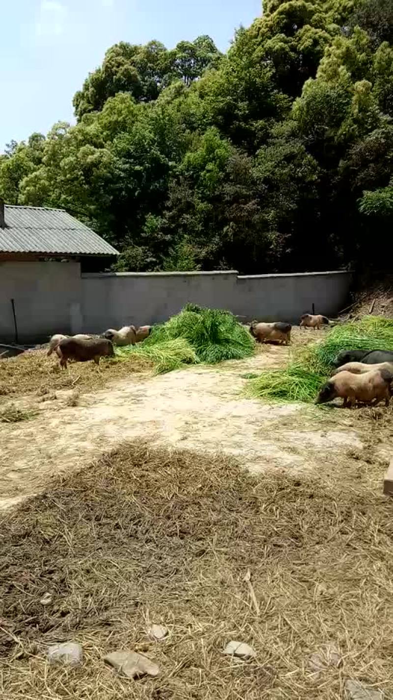 生猪80公斤以上