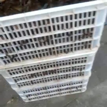 龙虾苗虾苗人工养殖