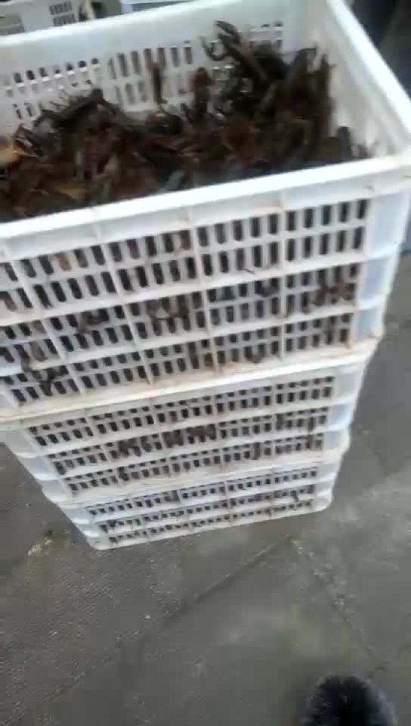 龙虾苗虾苗人工养殖