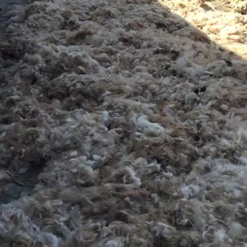 羊毛粗毛