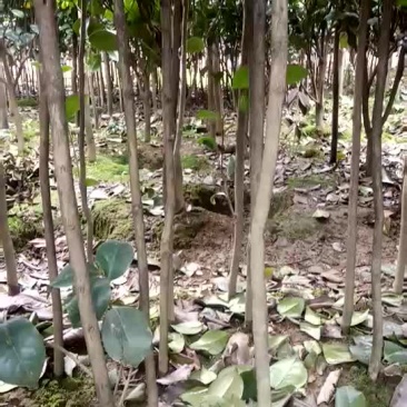 花露珍高度150-180