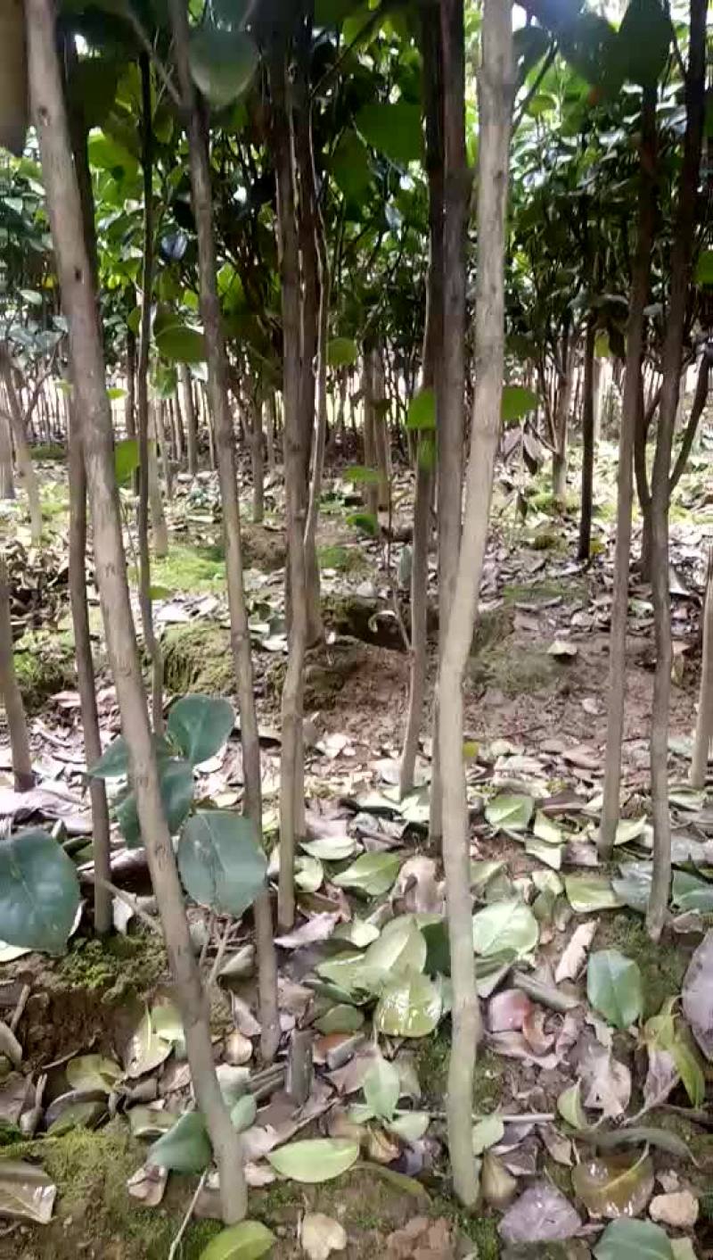 花露珍高度150-180