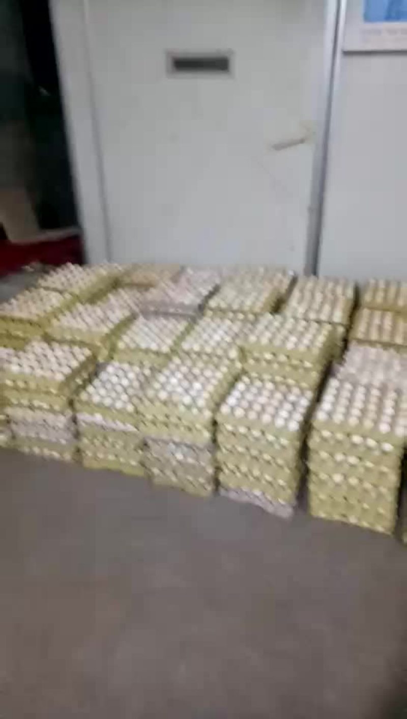 柴鸡苗35~45克出壳苗通货