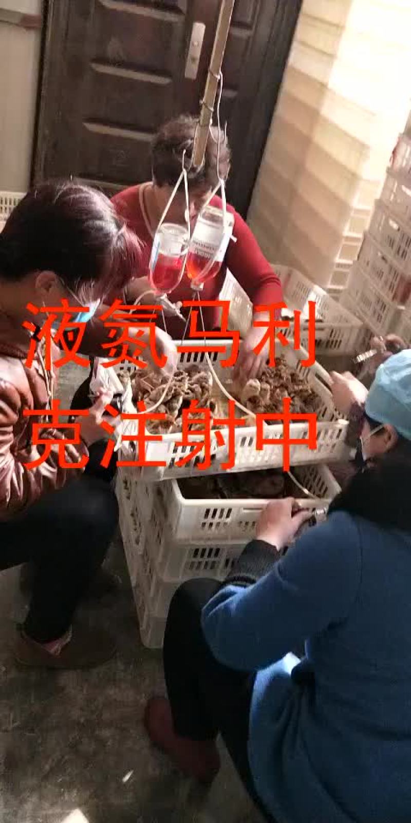 柴鸡苗35~45克出壳苗通货