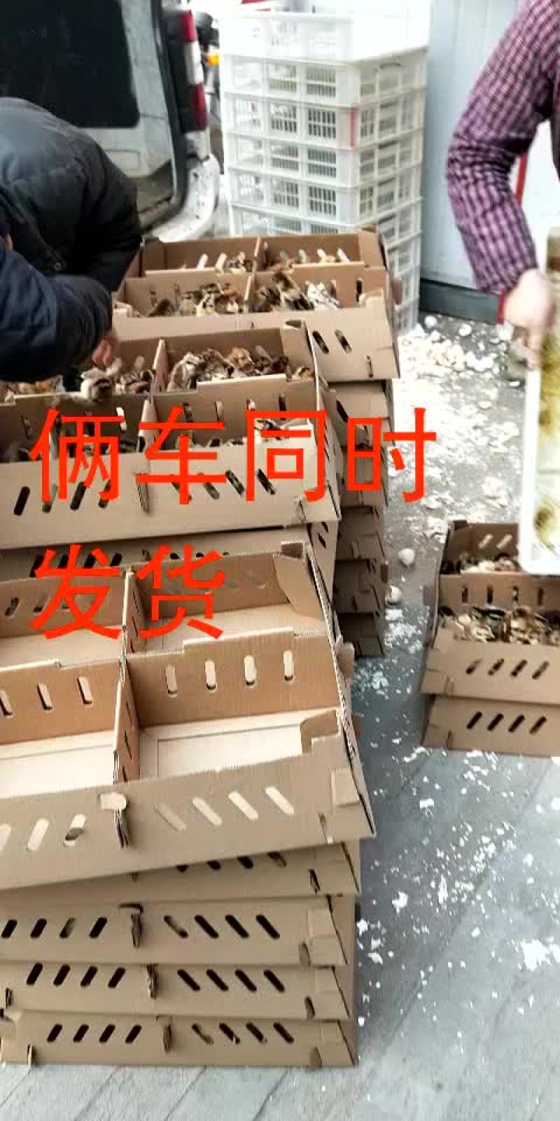 柴鸡苗35~45克出壳苗通货